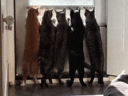 外面是有大老鼠路过么