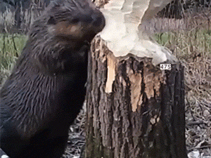 GIF：今日最美了